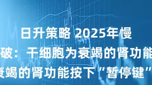 日升策略 2025年慢性肾病新突破：干细胞为衰竭的肾功能按下“暂停键”！